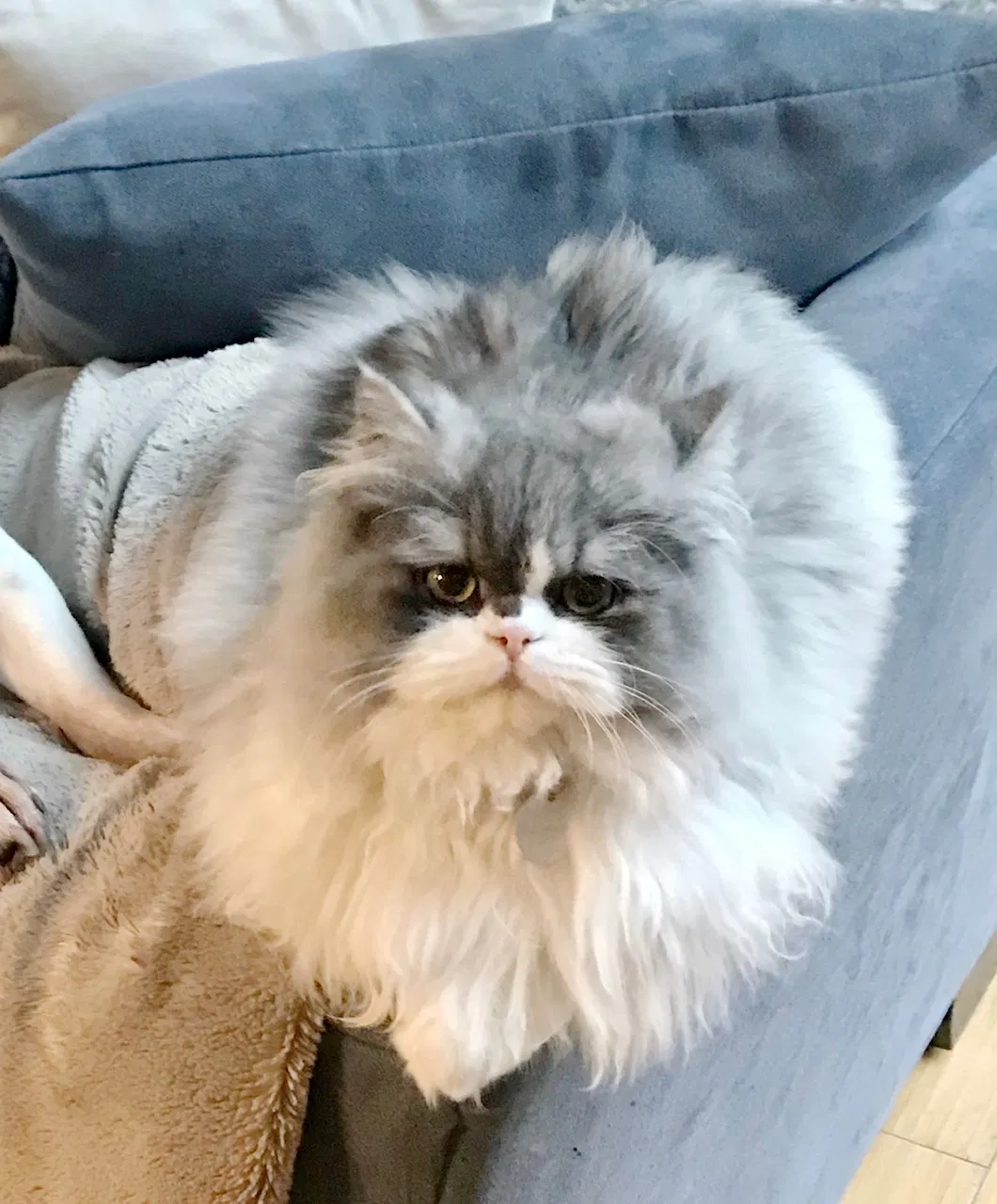 Lost cat in Bothell, WA, 98012