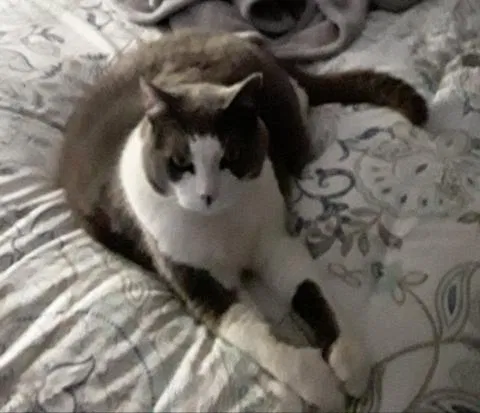 Lost cat in Saint Paul, MN, 55110