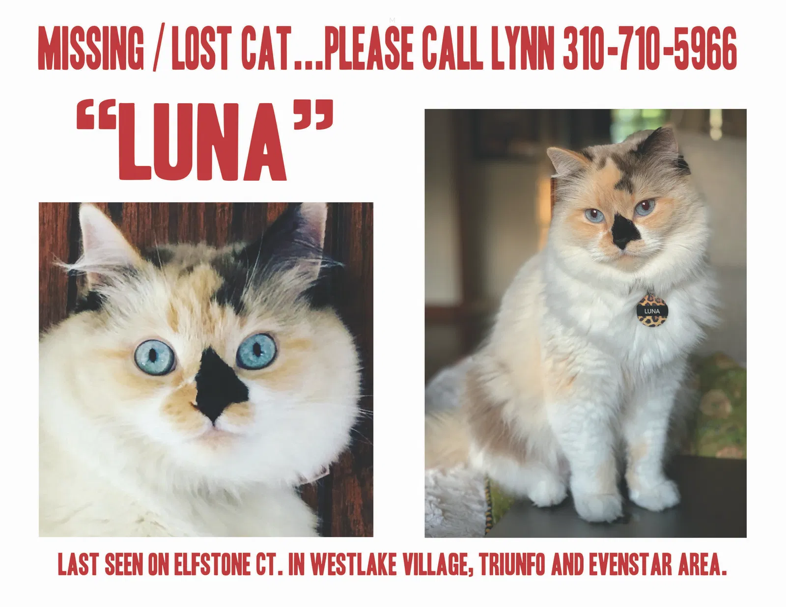 Lost cat in Westlake Village, CA, 91361