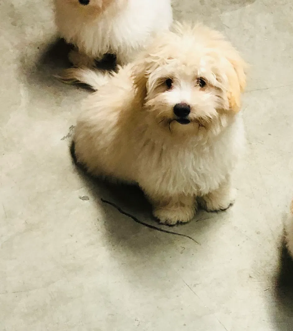Lost dog in Oakland, CA, 94605