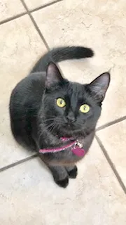 Lost cat in El Paso, TX, 79932
