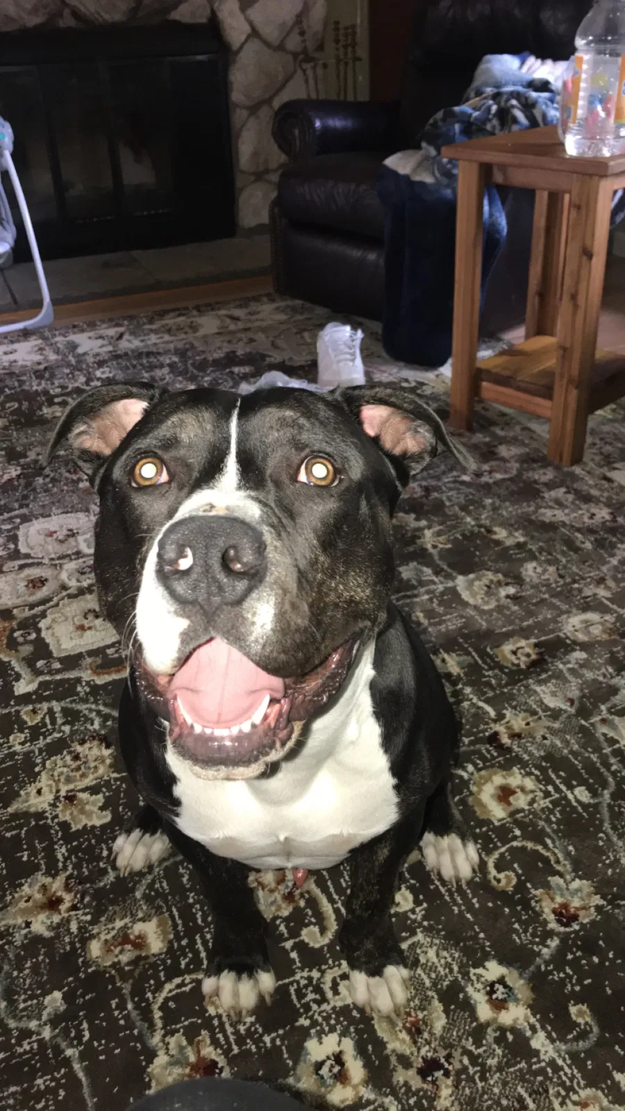 Lost dog in Springfield, OR, 97478