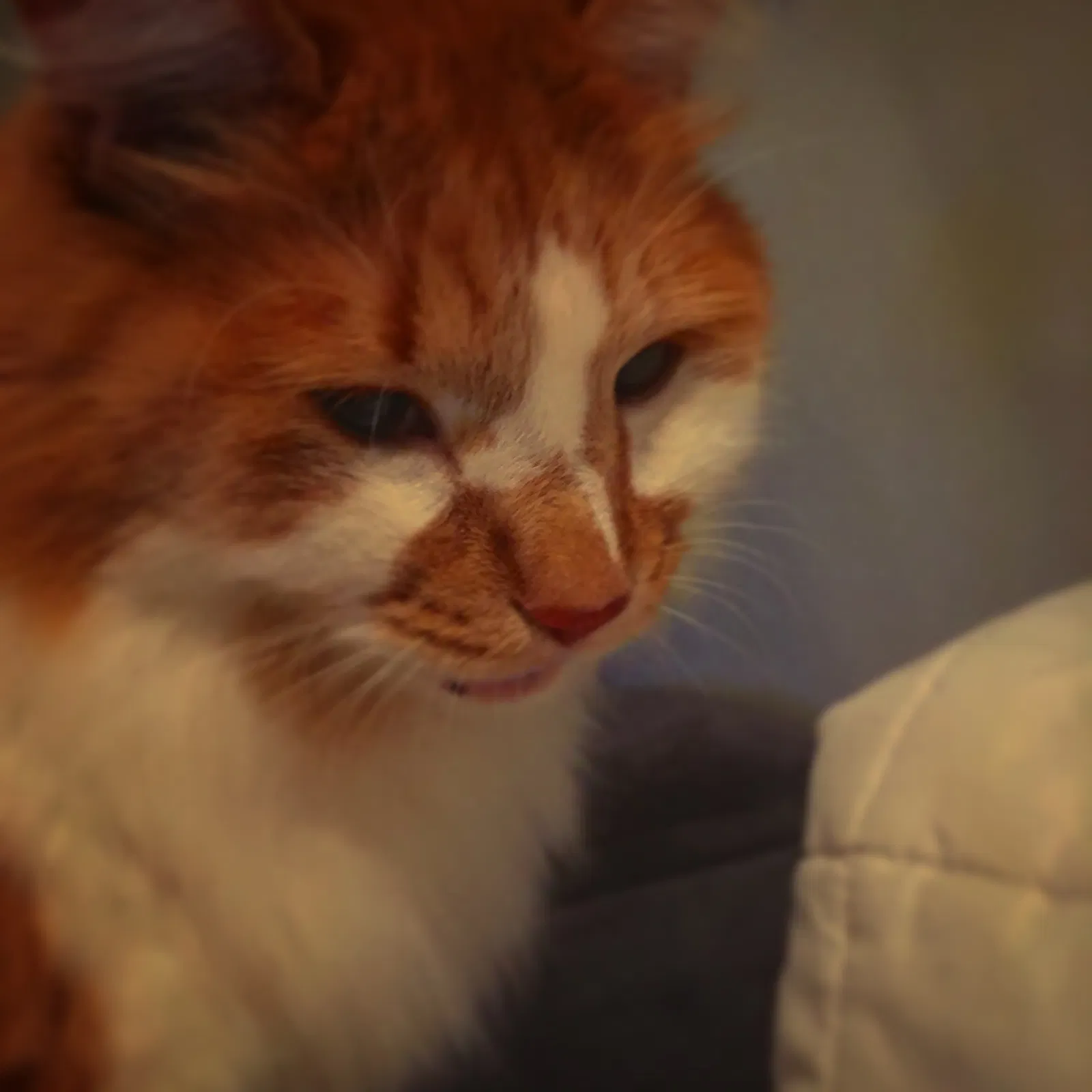 Lost cat in New Rochelle, NY, 10801