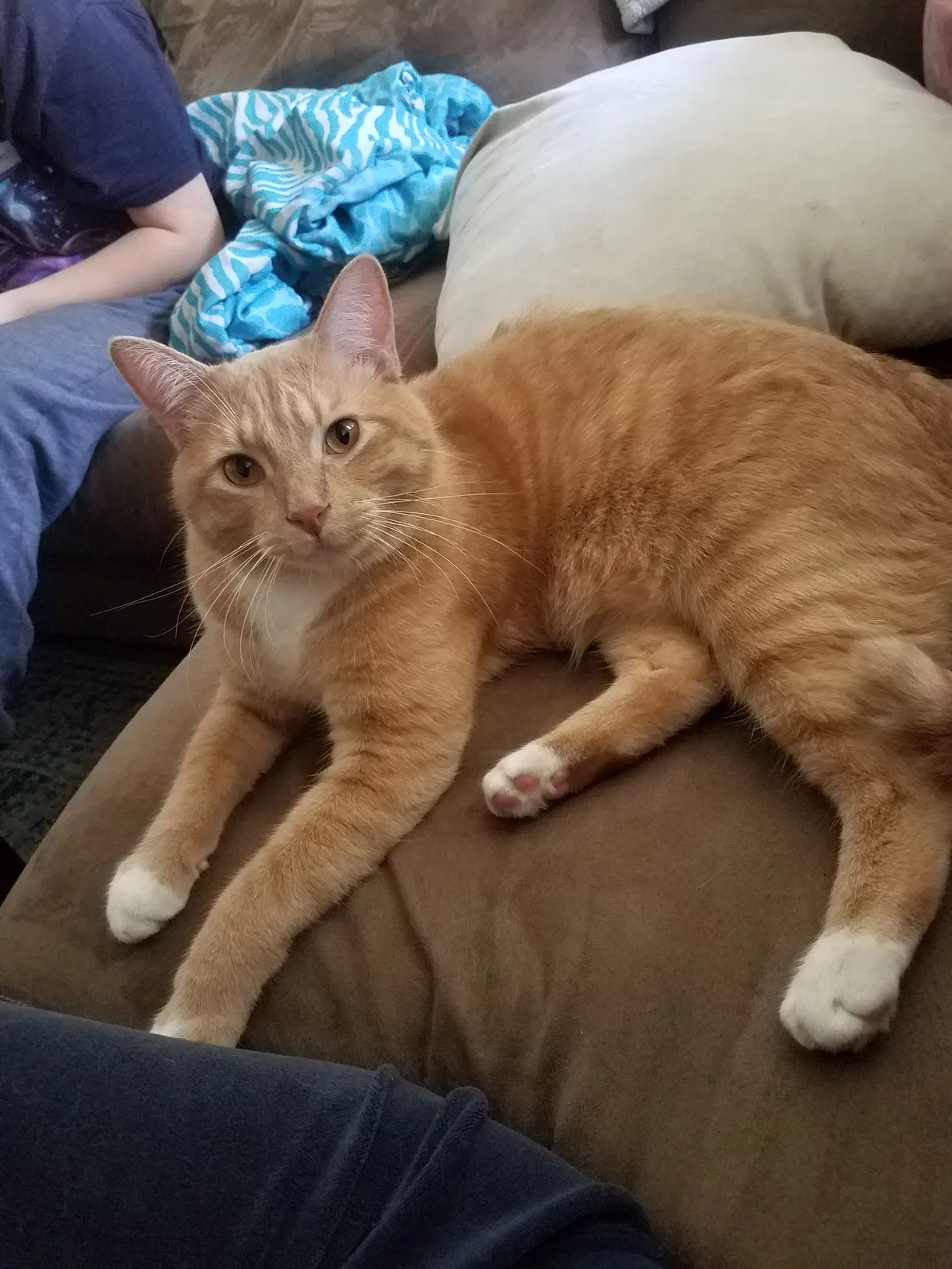 Lost cat in Colorado Springs, CO, 80917