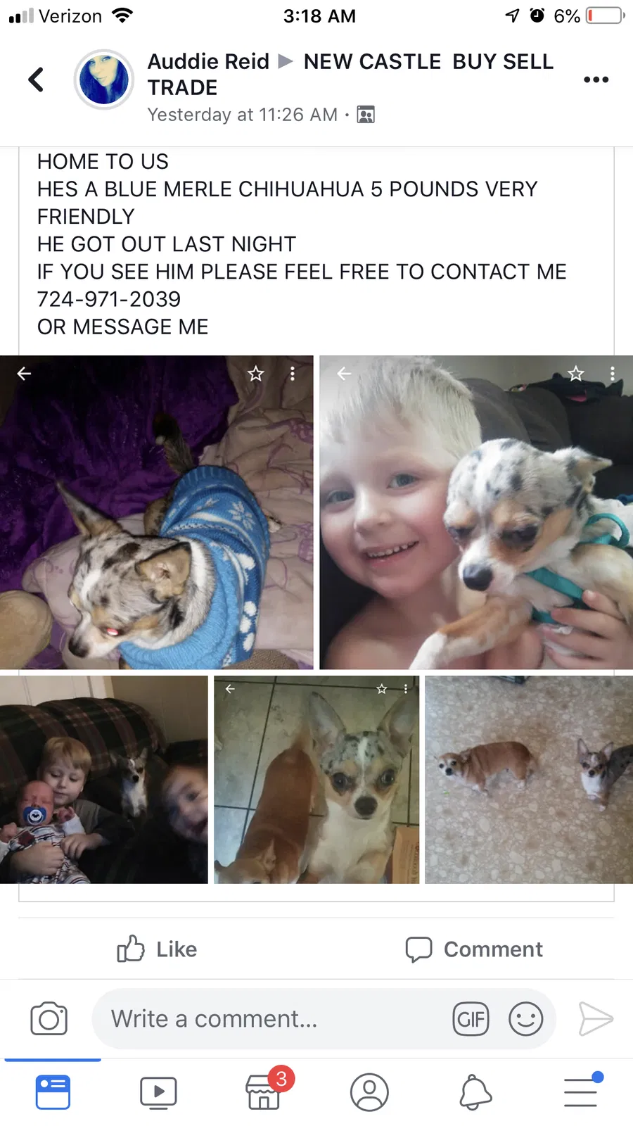 Found dog in New Castle, PA, 16101