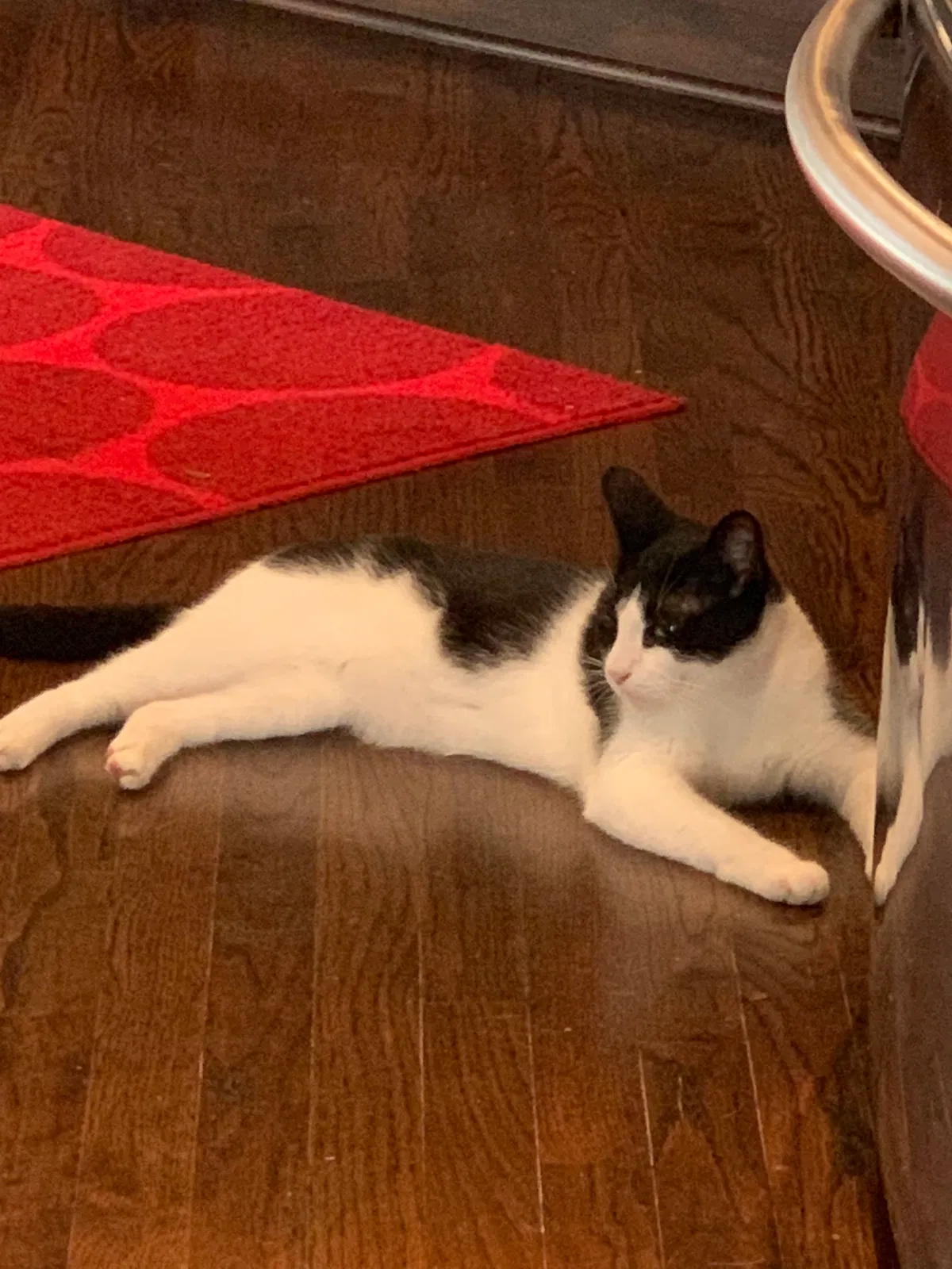 Lost cat in Mableton, GA, 30126