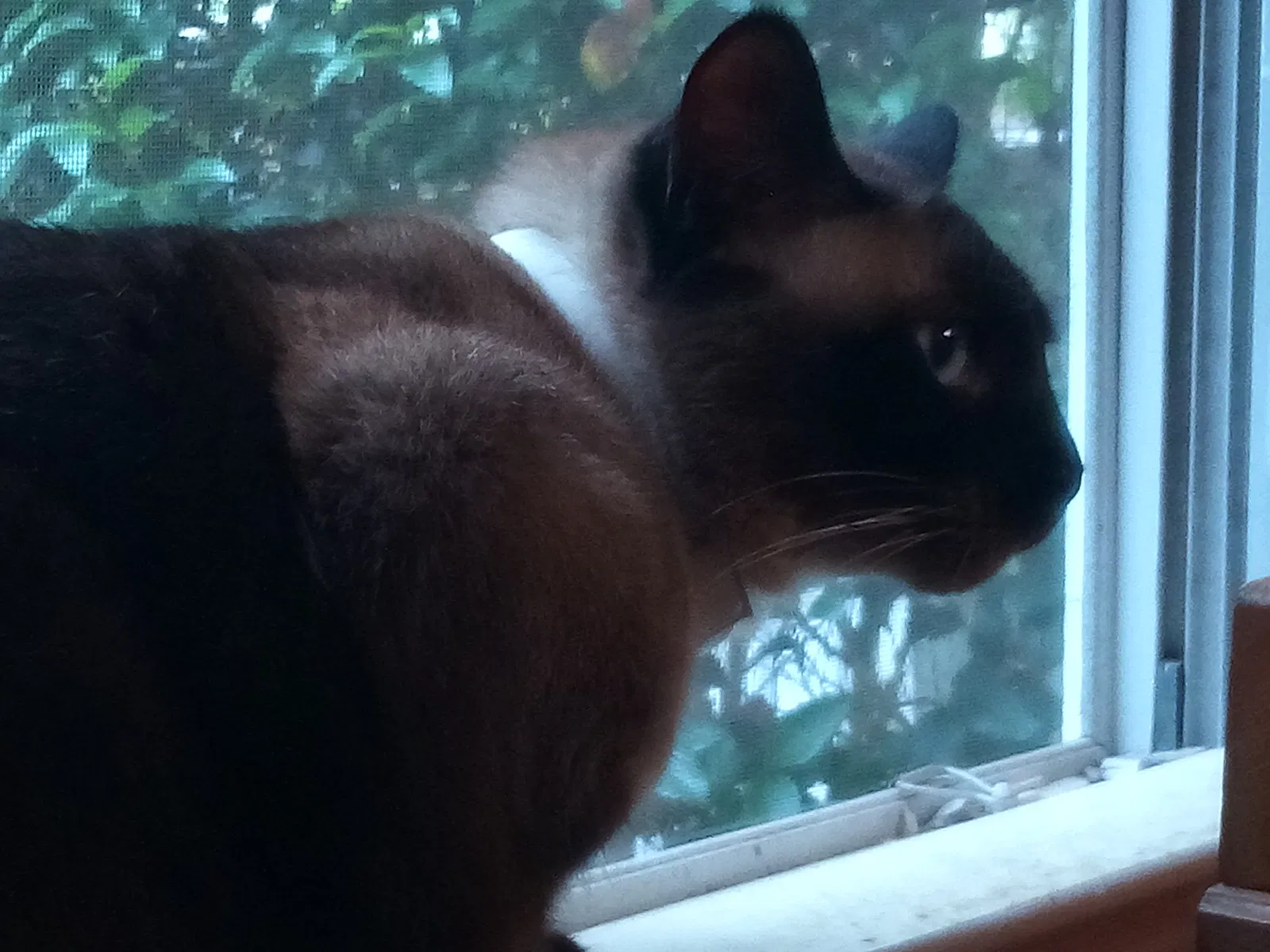Lost cat in Marietta, GA, 30060