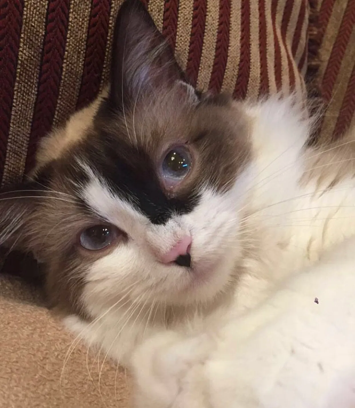 Lost cat in Lafayette, LA, 70503