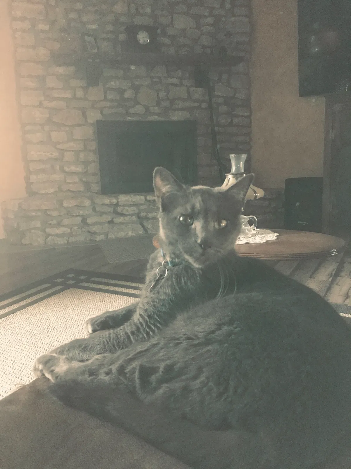 Lost cat in Franklin, IN, 46131