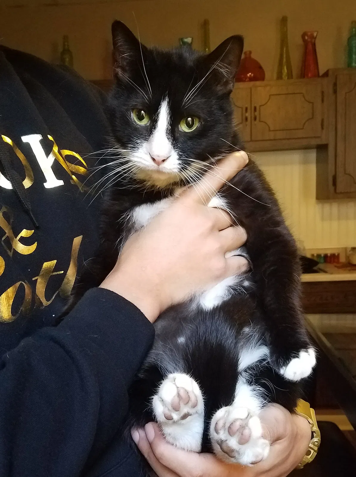 Lost cat in Monessen, PA, 15062