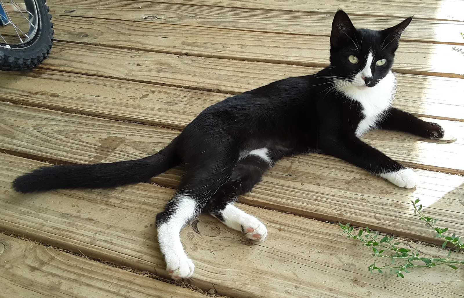 Lost cat in Toronto, OH, 43964
