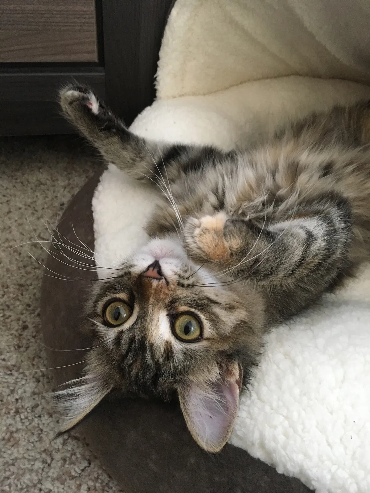 Lost cat in Broomfield, CO, 80023