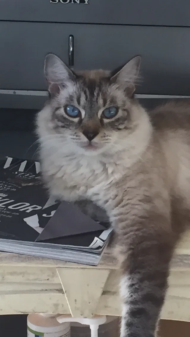Lost cat in Jupiter, FL, 33458