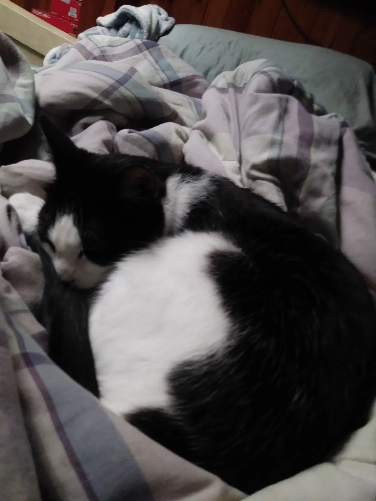 Lost cat in Bethel, MN, 55005