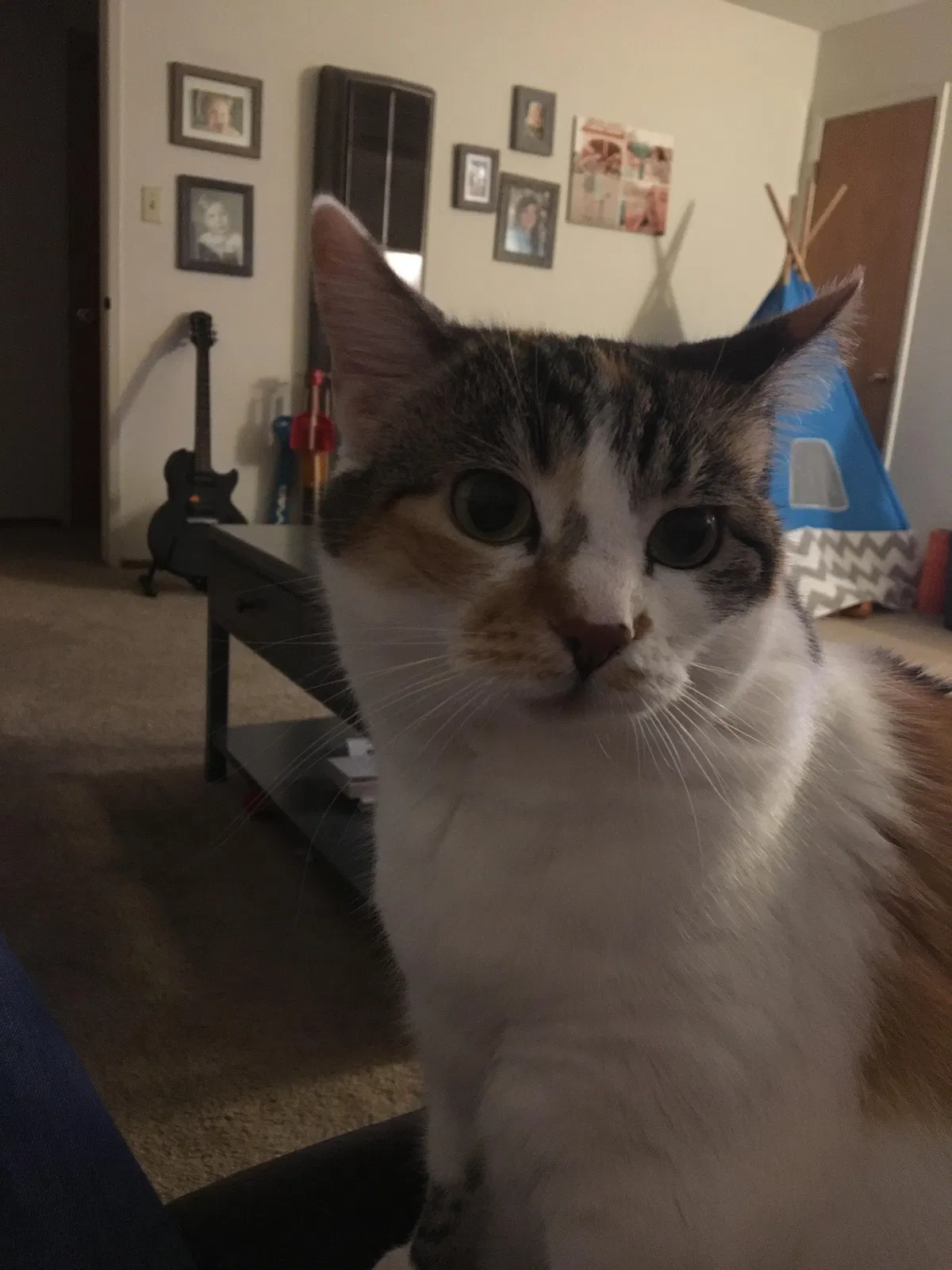 Lost cat in Los Gatos, CA, 95032