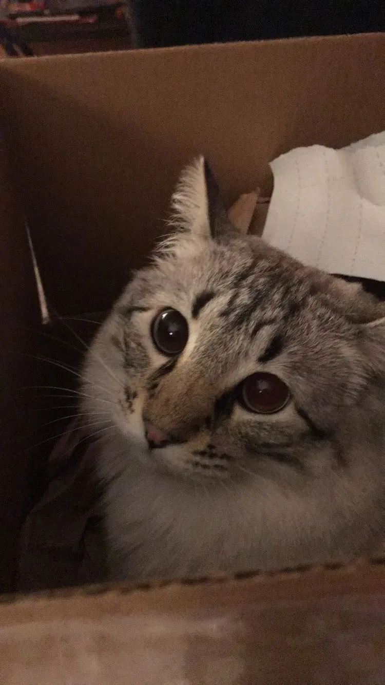 Lost cat in Minneapolis, MN, 55433
