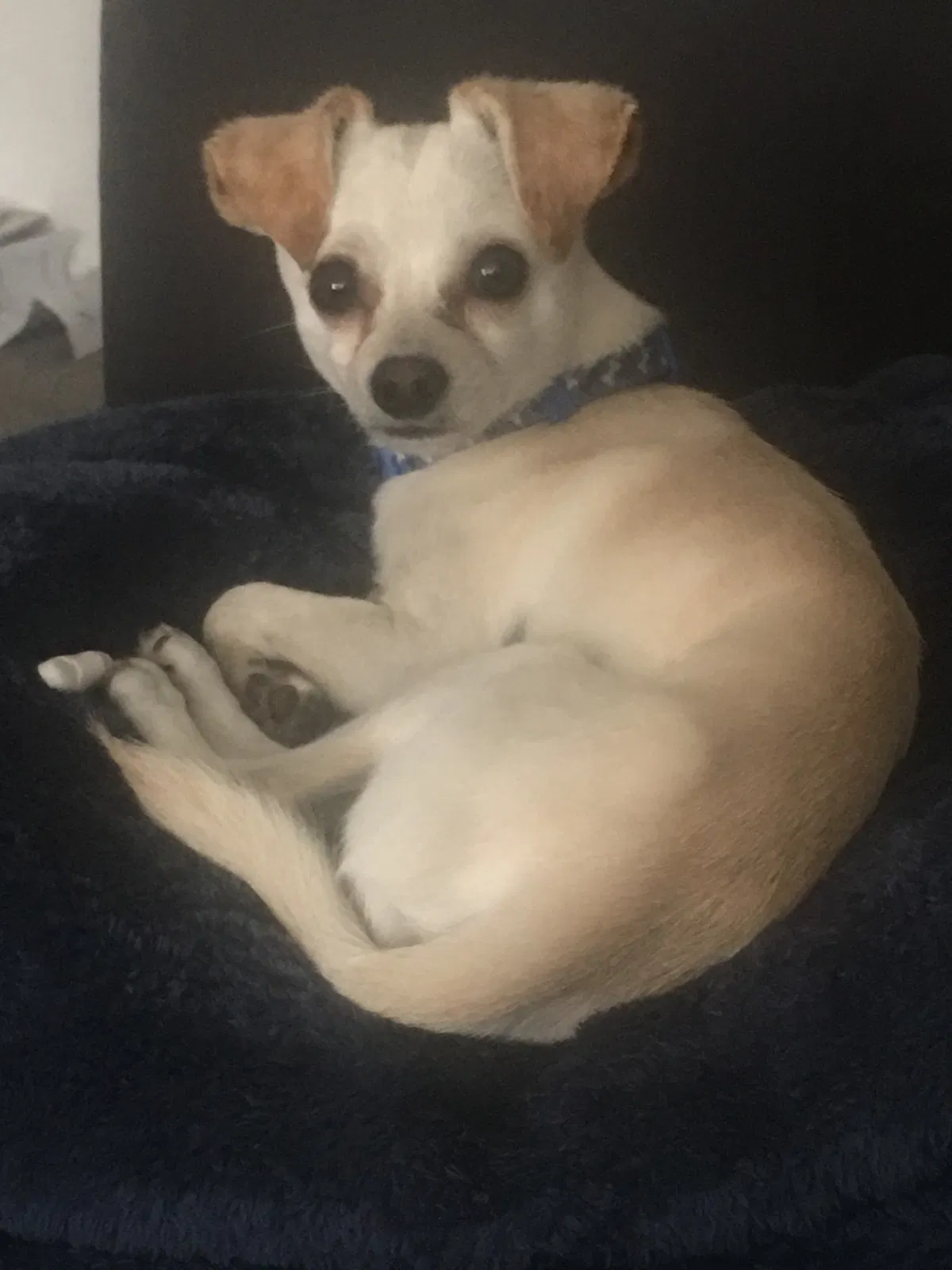 Lost dog in Sun Valley, CA, 91352