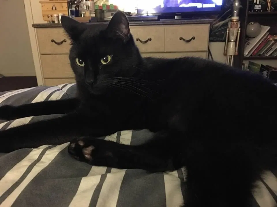 Lost cat in Greenwood, IN, 46143