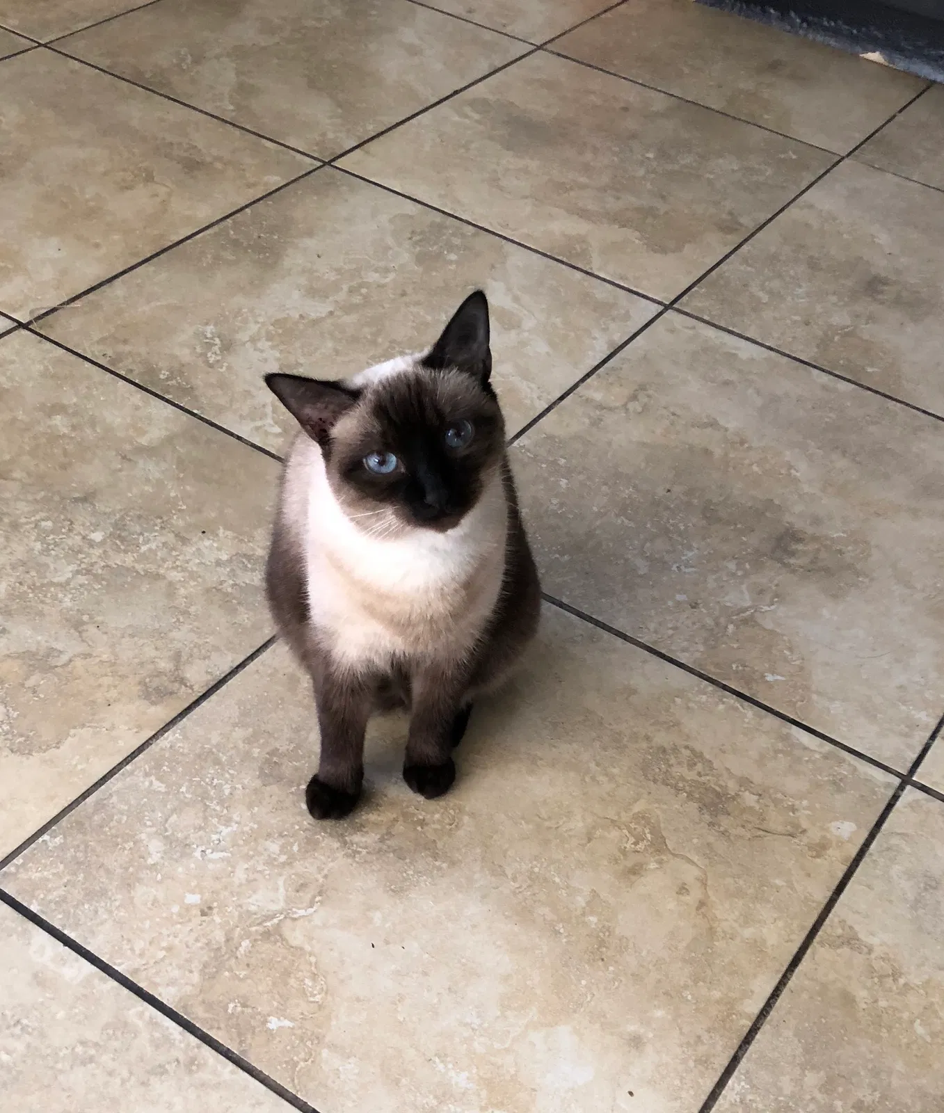 Lost cat in Pompano Beach, FL, 33060