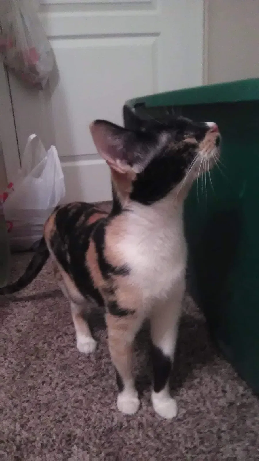 Lost cat in Mesa, AZ, 85205