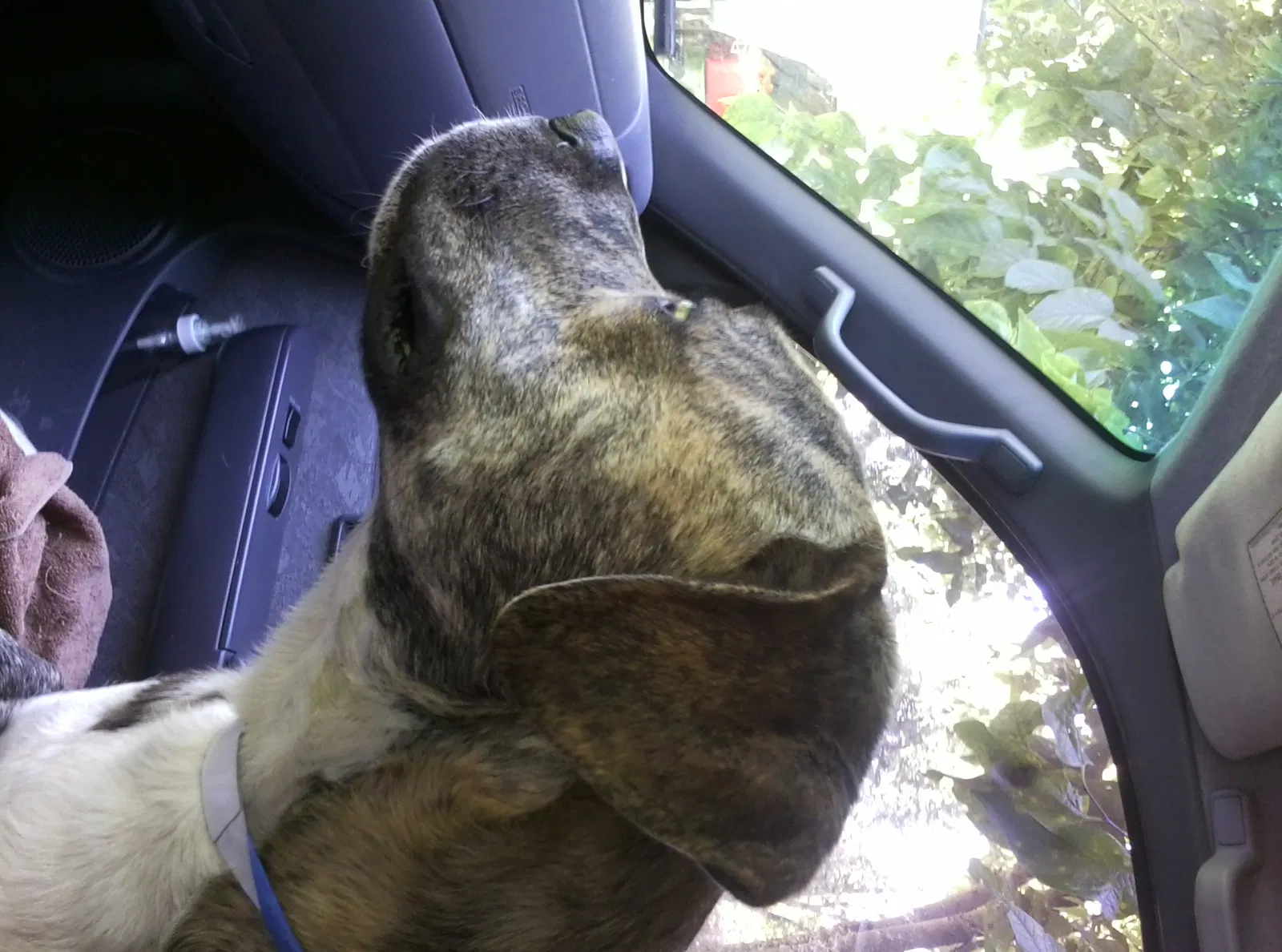 Lost dog in Ardmore, OK, 73401