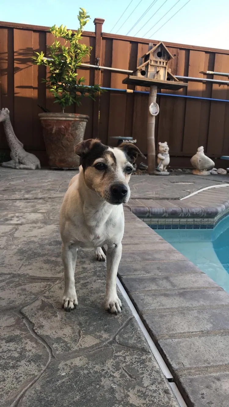 Lost dog in Ceres, CA, 95307