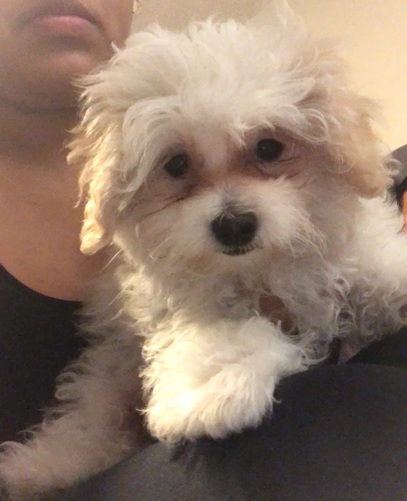 Lost dog in Oakland, CA, 94605
