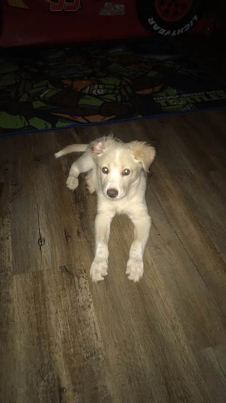 Lost dog in Sacramento, CA, 95864