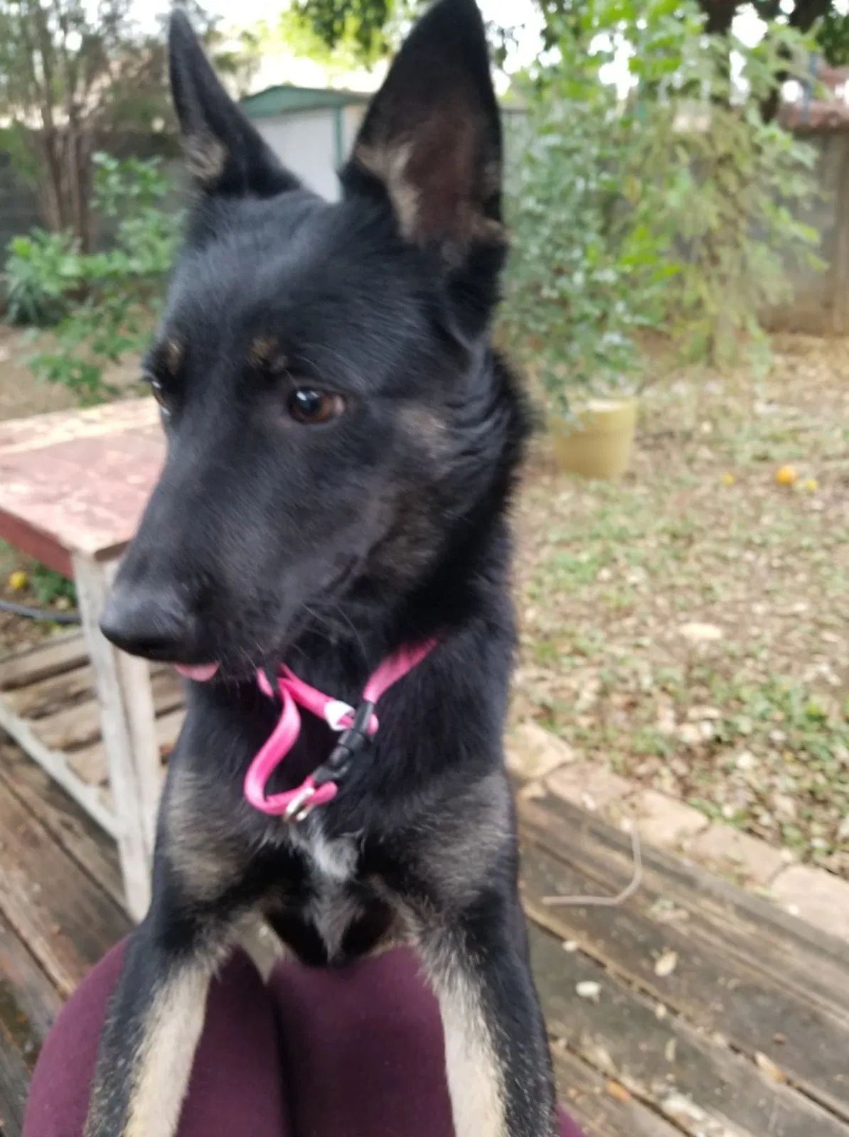 Lost dog in Laredo, TX, 78040