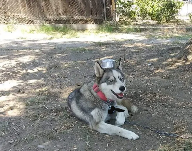 Lost dog in Baldwin Park, CA, 91706