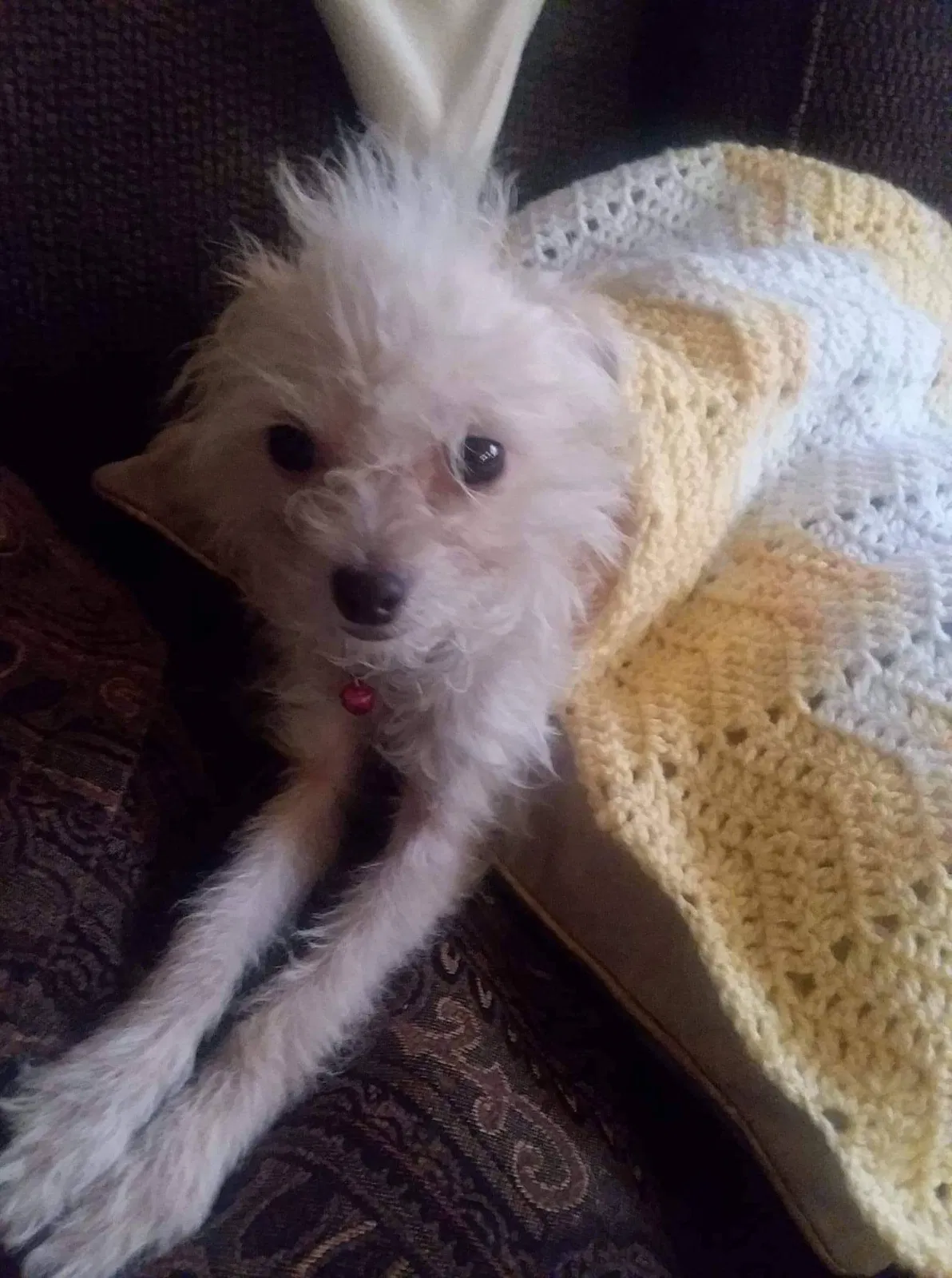 Lost dog in Sunnyside, WA, 98944