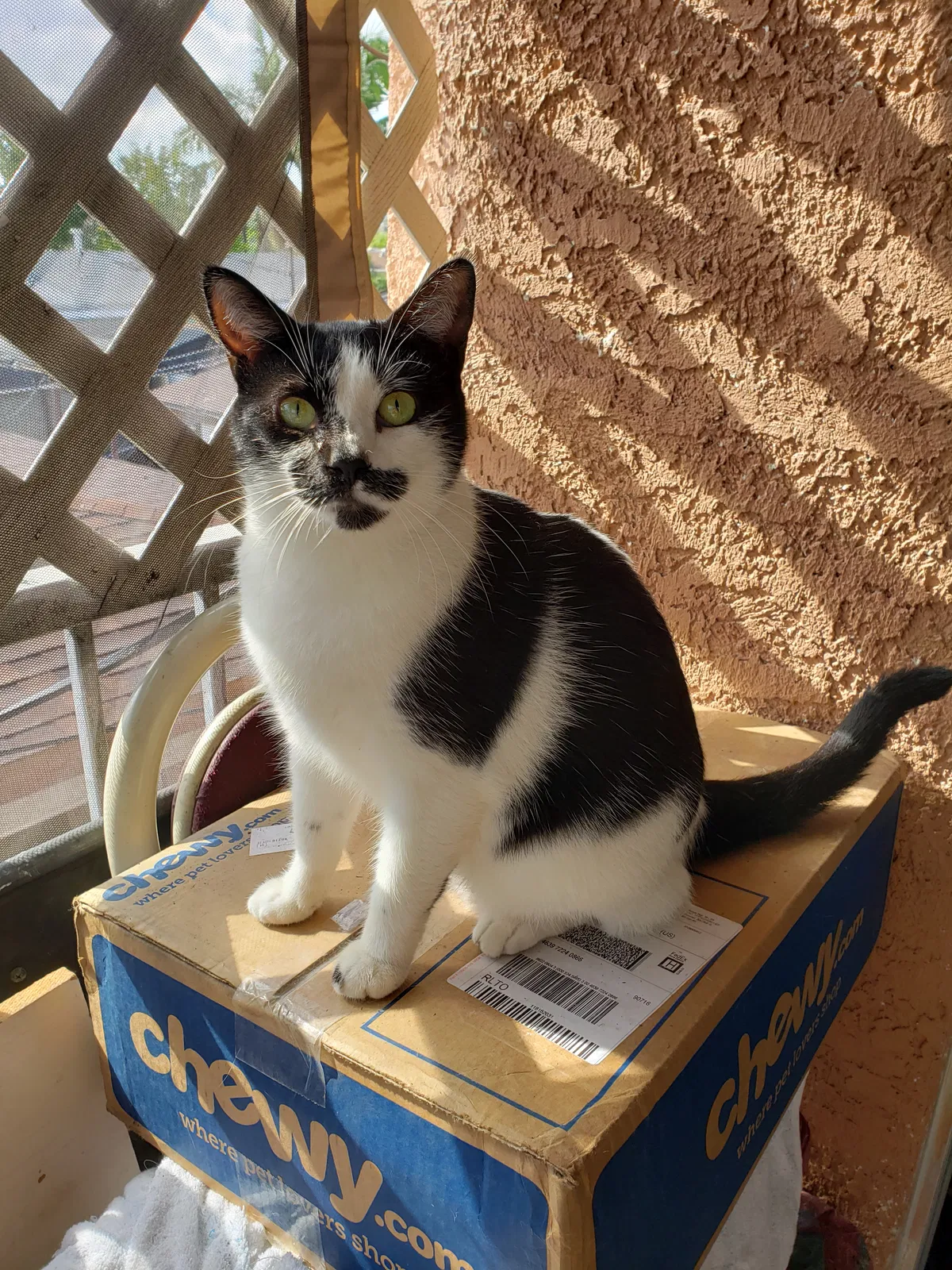 Lost cat in Lomita, CA, 90717