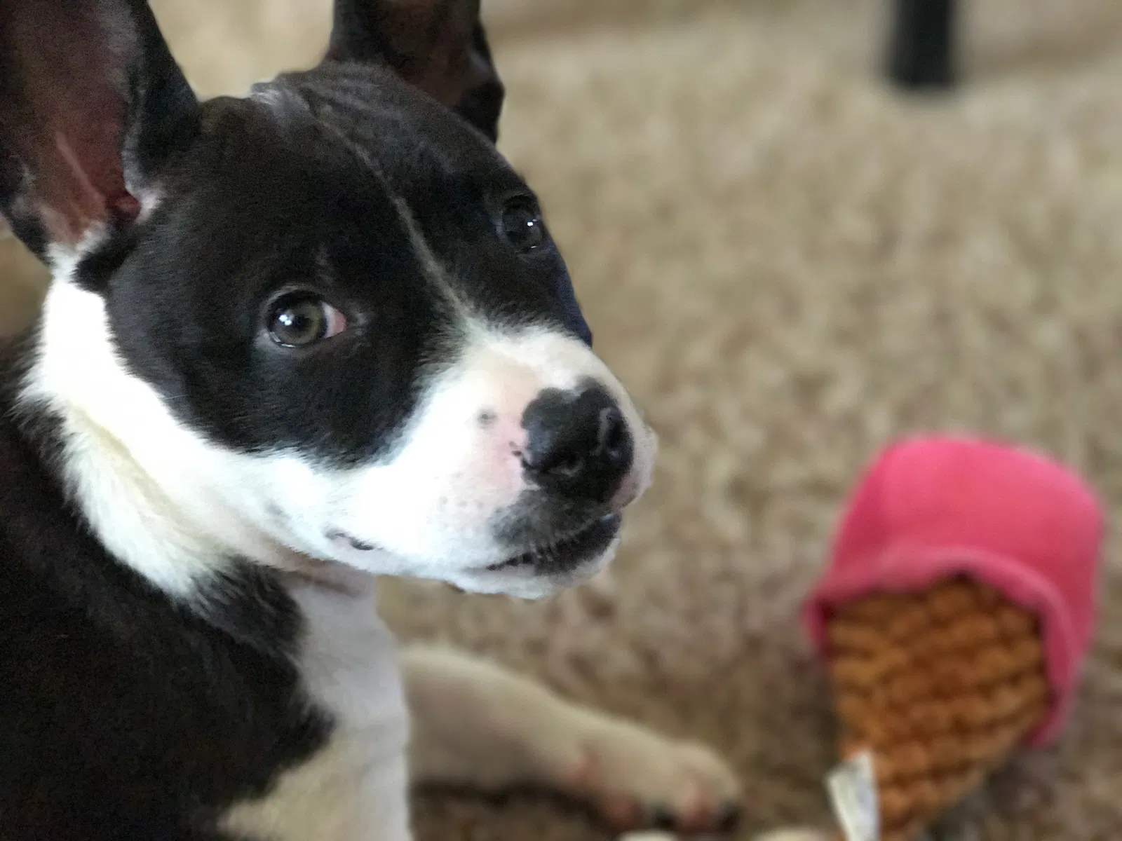 Lost dog in Denver, CO, 80229