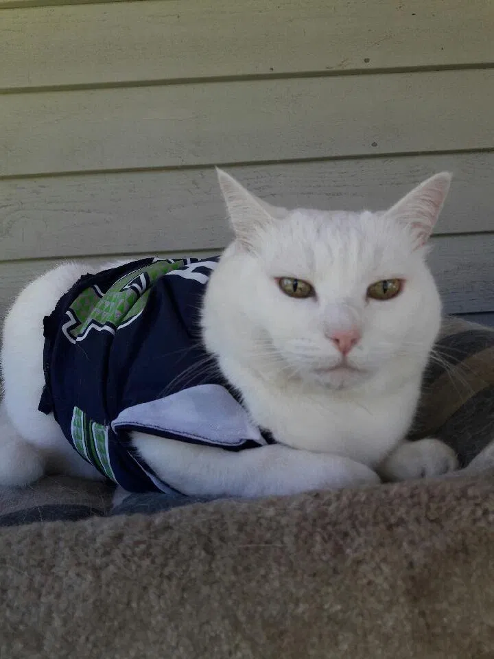 Lost cat in Edmonds, WA, 98026