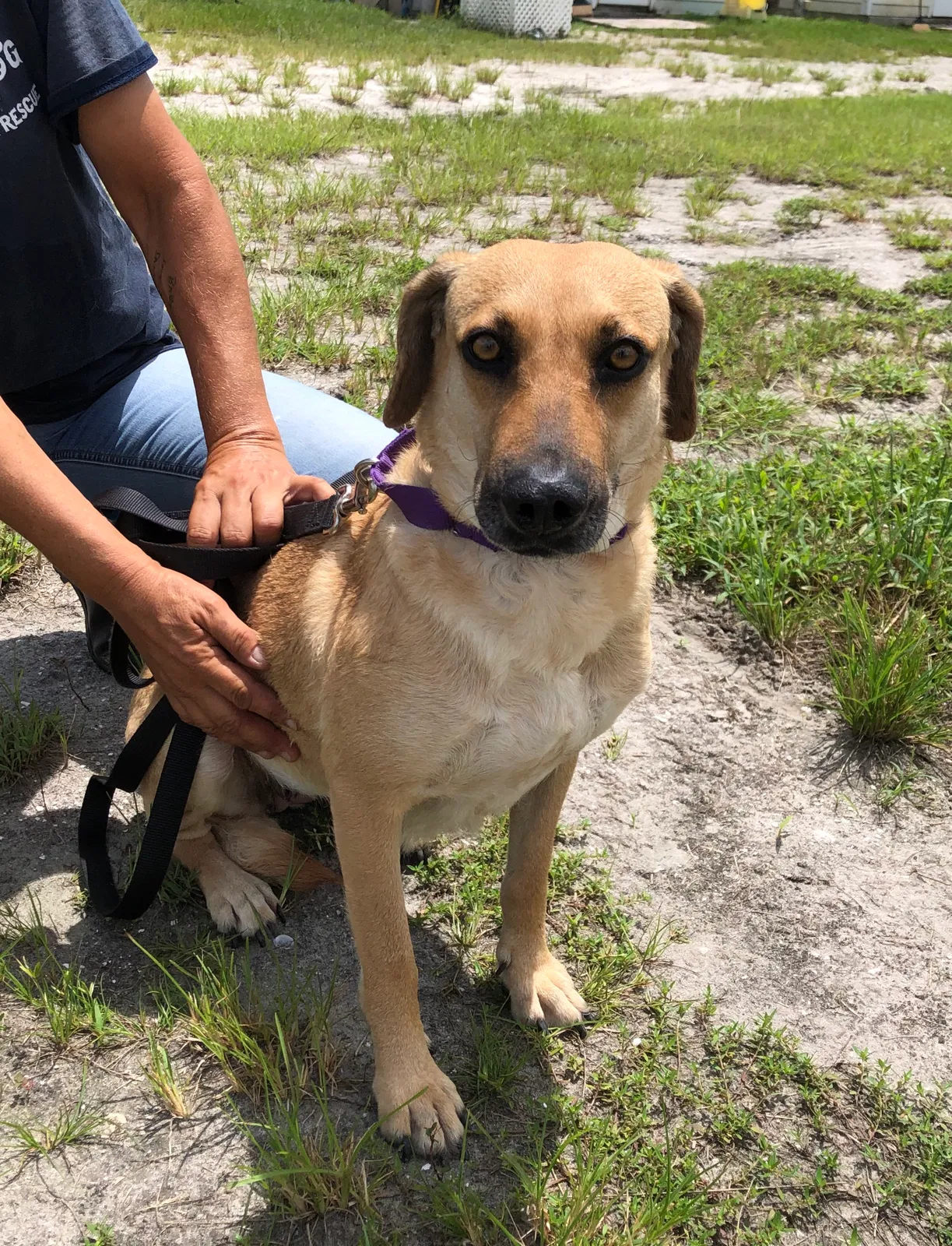 Lost dog in Pompano Beach, FL, 33064