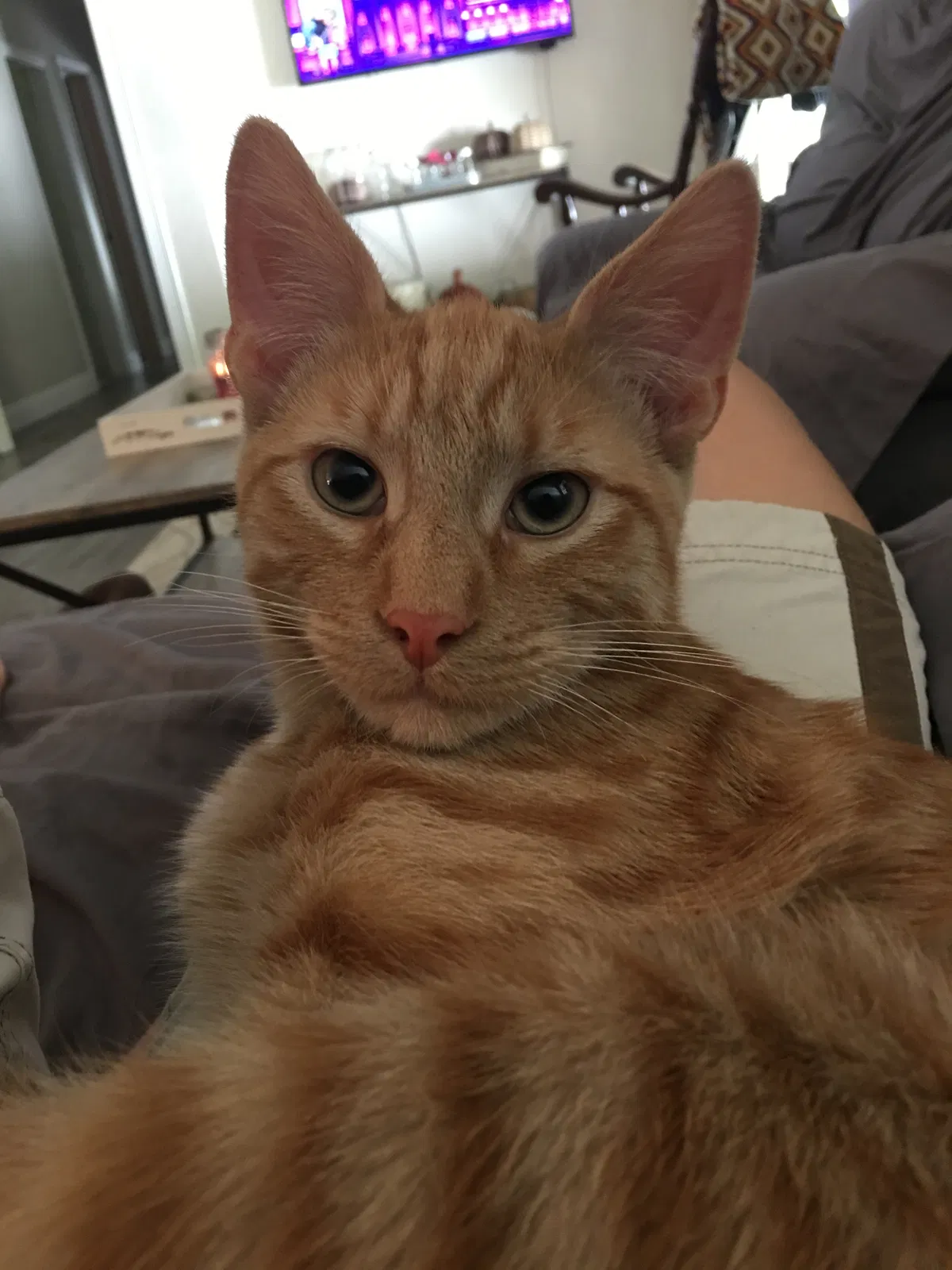 Lost cat in Tallahassee, FL, 32308