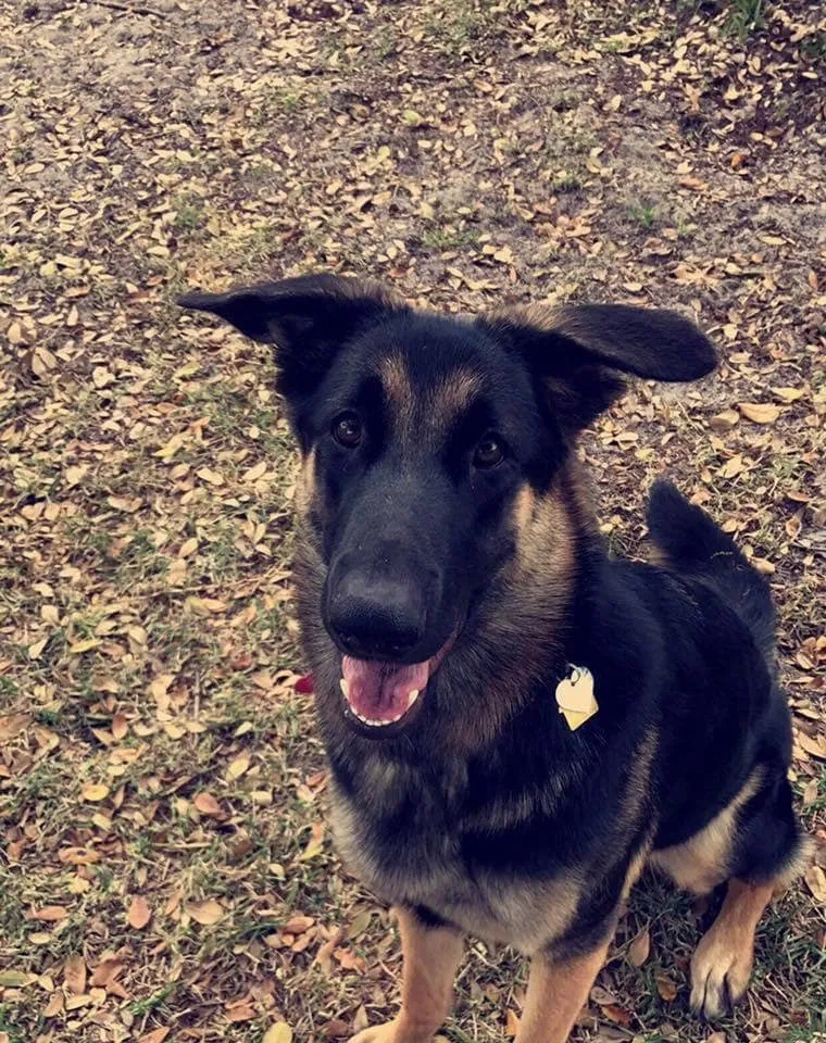 Lost dog in Cape Coral, FL, 33904