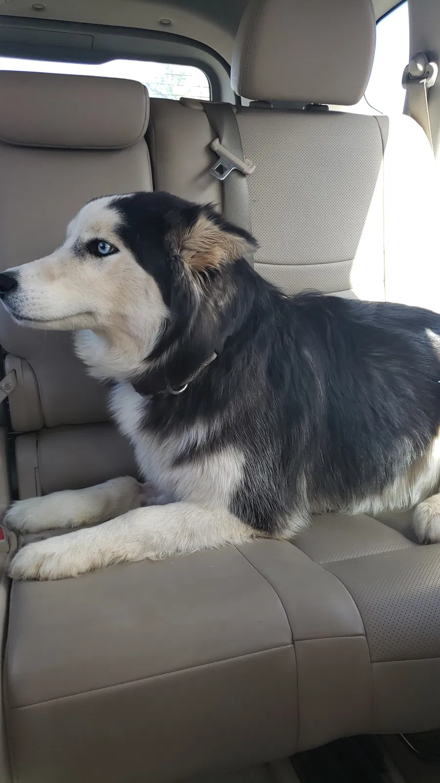 Lost dog in Shallowater, TX, 79363