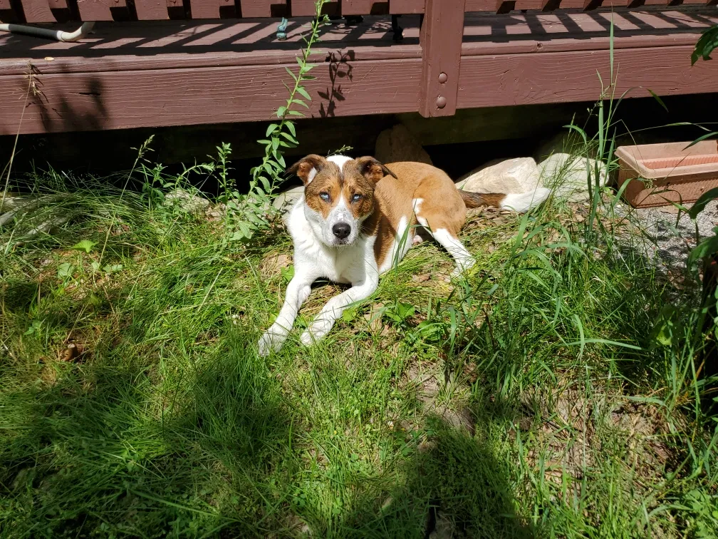 Lost dog in Whitehall, MI, 49461