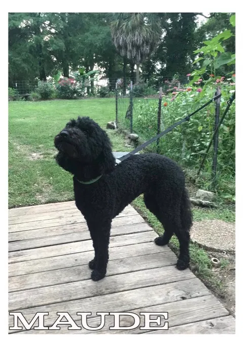 Lost dog in Daphne, AL, 36526