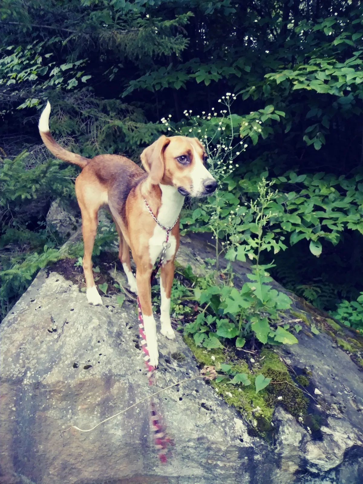 Lost dog in Killington, VT, 5751