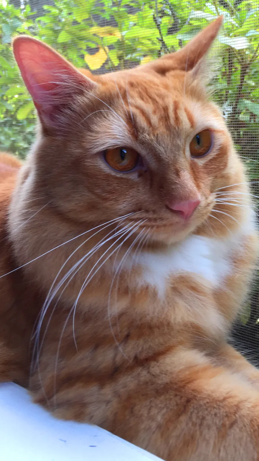 Lost cat in Alpharetta, GA, 30005
