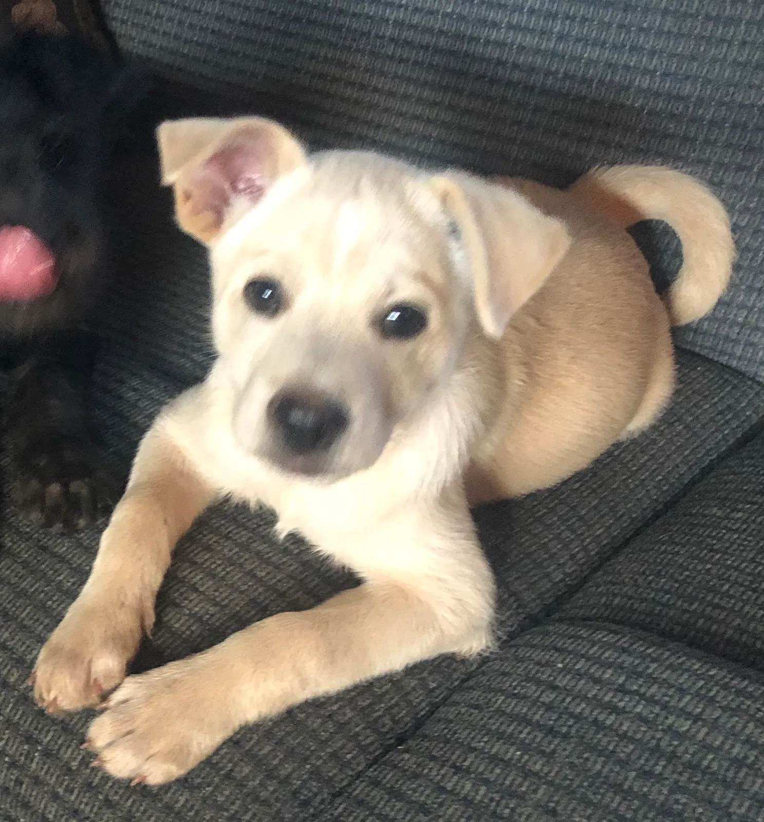 Lost dog in Glorieta, NM, 87535