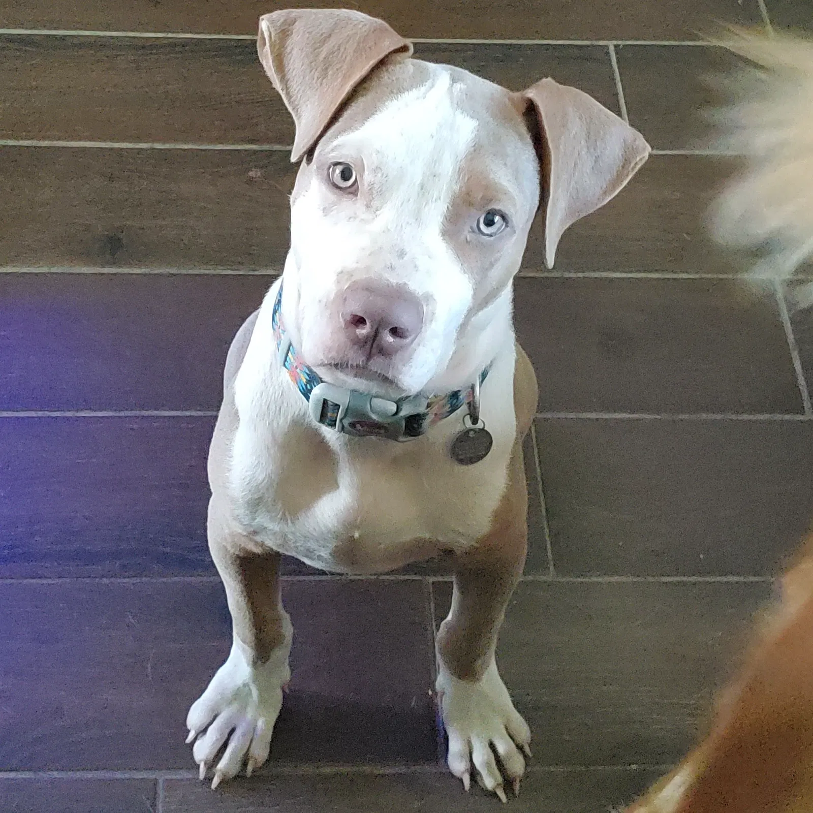 Lost dog in Cashion, OK, 73016
