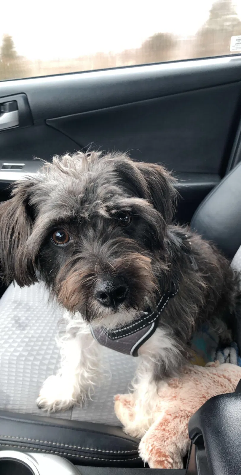 Lost dog in Fort Branch, IN, 47648
