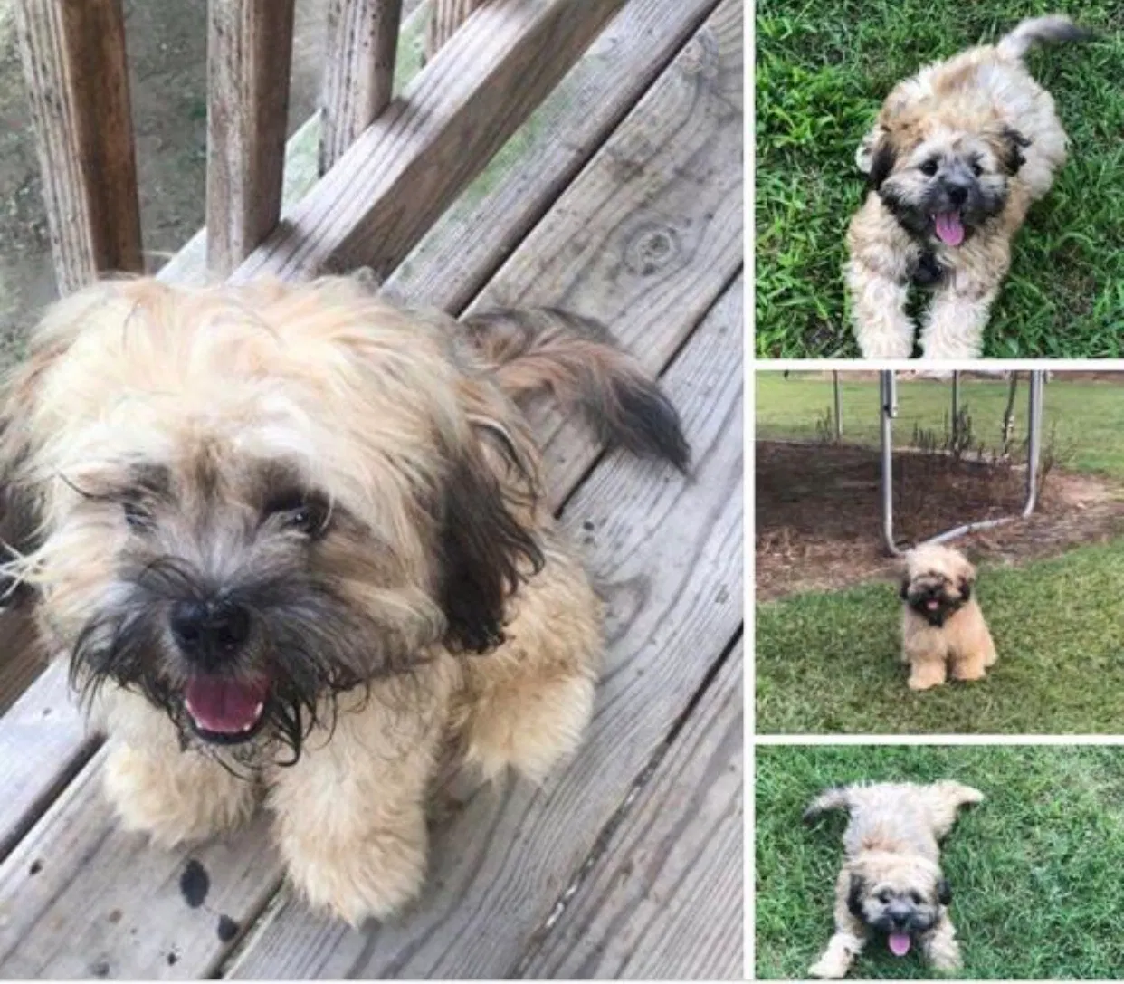 Lost dog in Stantonsburg, NC, 27883