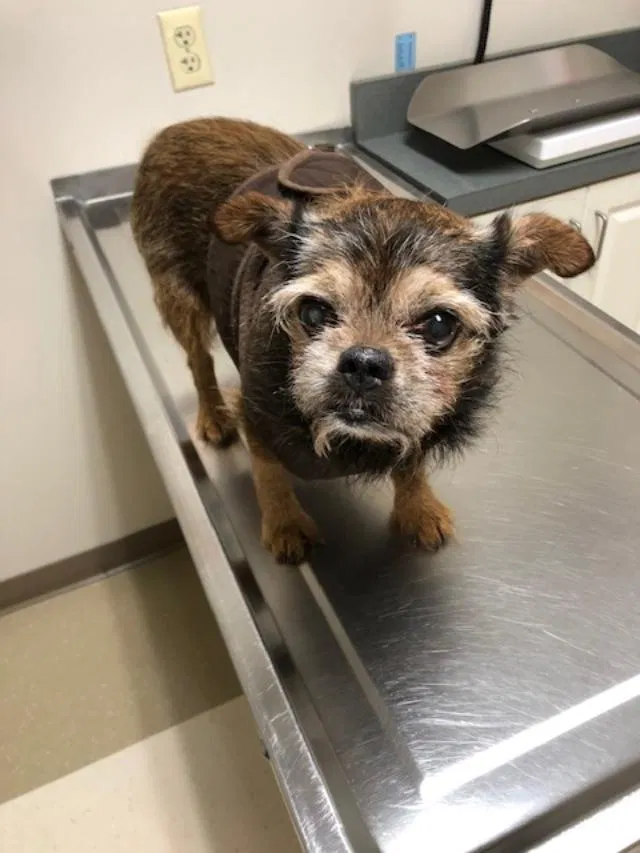 Lost dog in Southgate, MI, 48195
