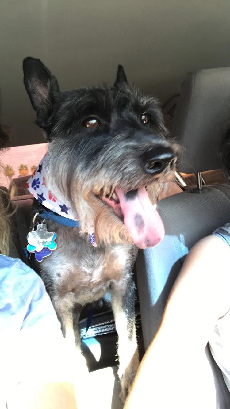 Lost dog in Avondale, AZ, 85323