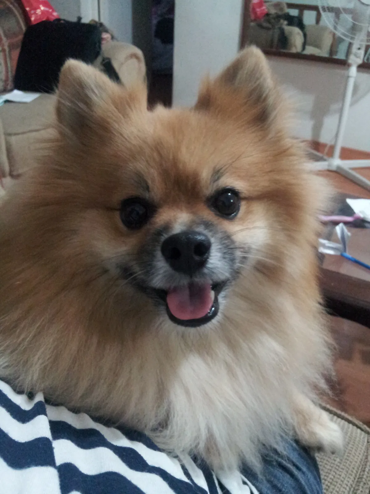 Lost dog in Sugar Land, TX, 77478