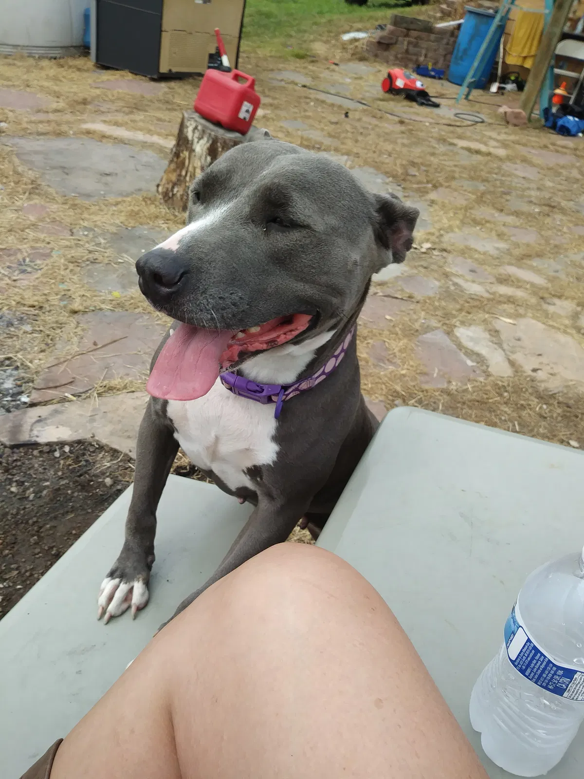 Lost dog in Firth, NE, 68358